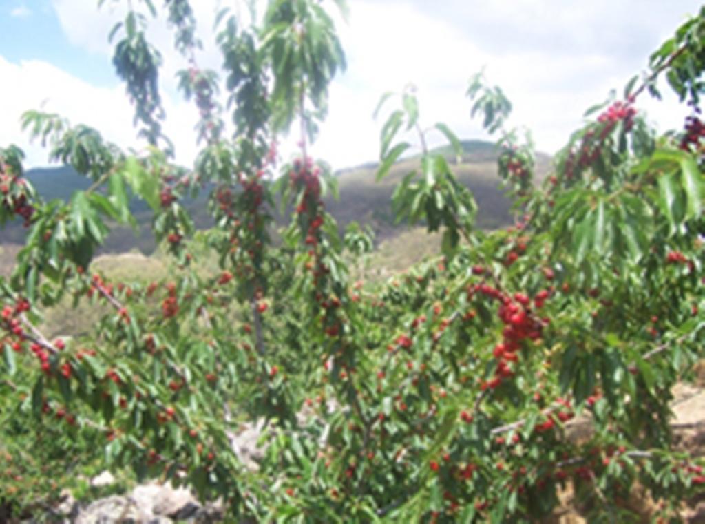 Las Calabazas Barrado Phòng bức ảnh