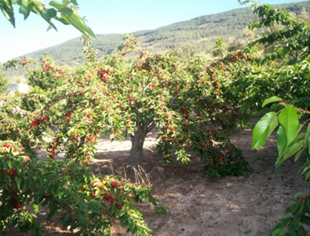 Las Calabazas Barrado Phòng bức ảnh
